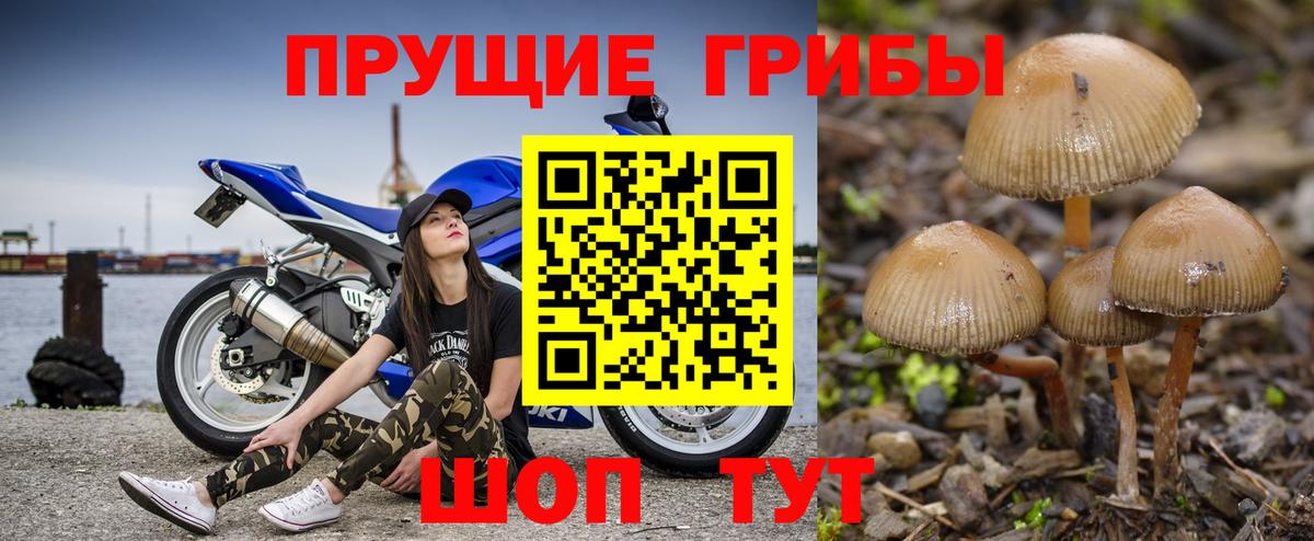 Будённовск  Галлюциногенные грибы GOLDEN TEACHER  Вход с VPN 